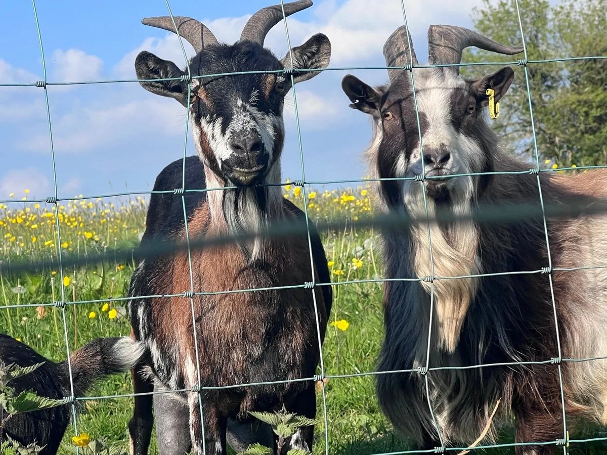 Goats - Image 1