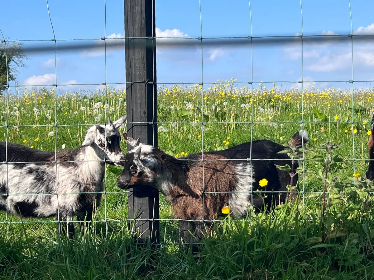 Goats - Image 2
