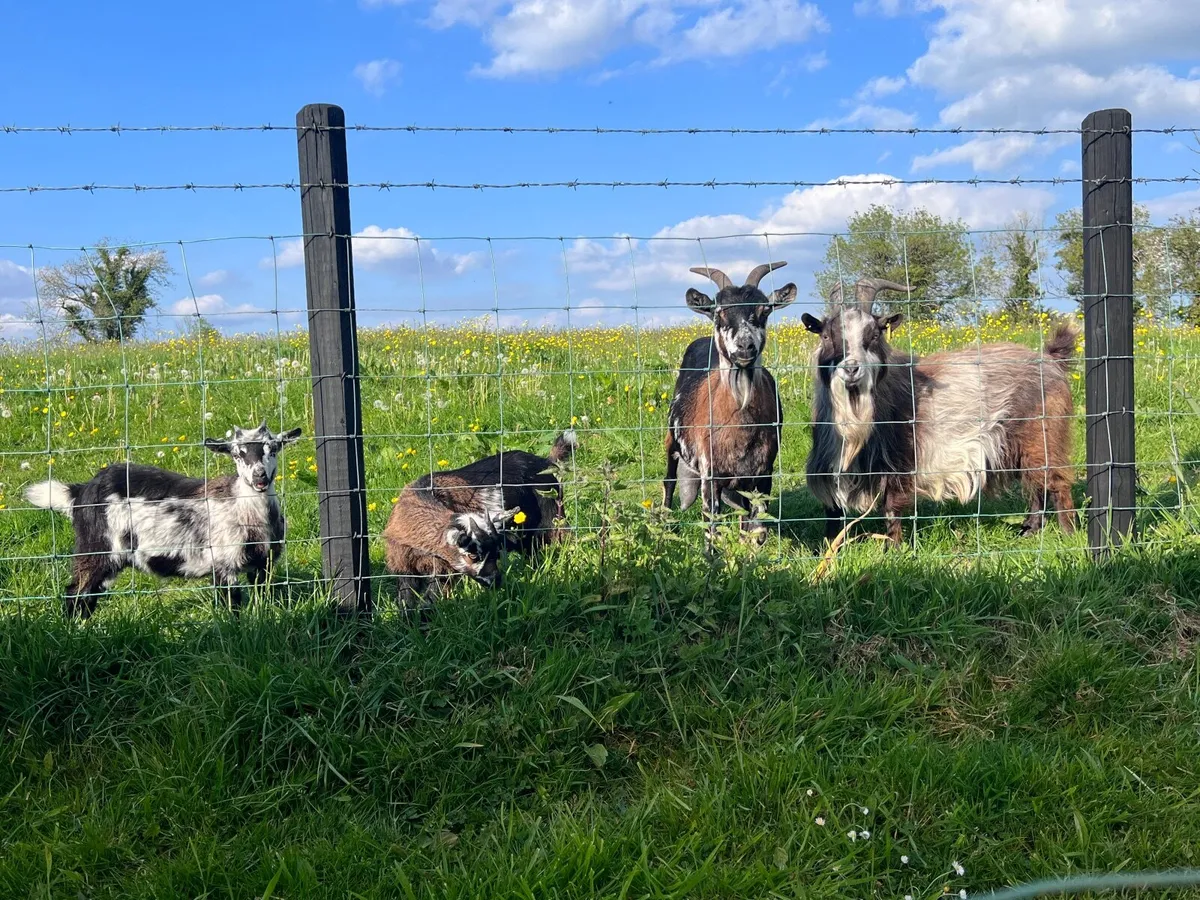 Goats - Image 3