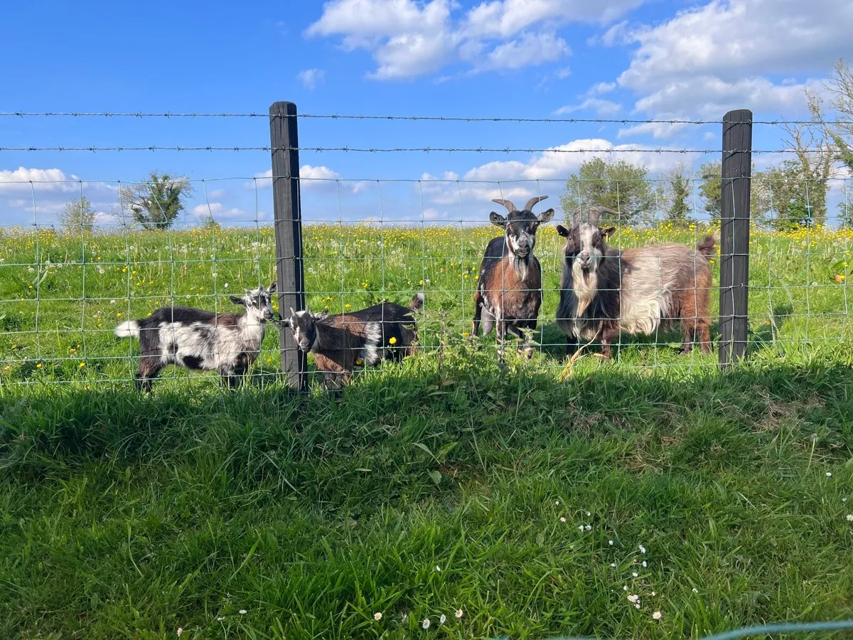 Goats - Image 4