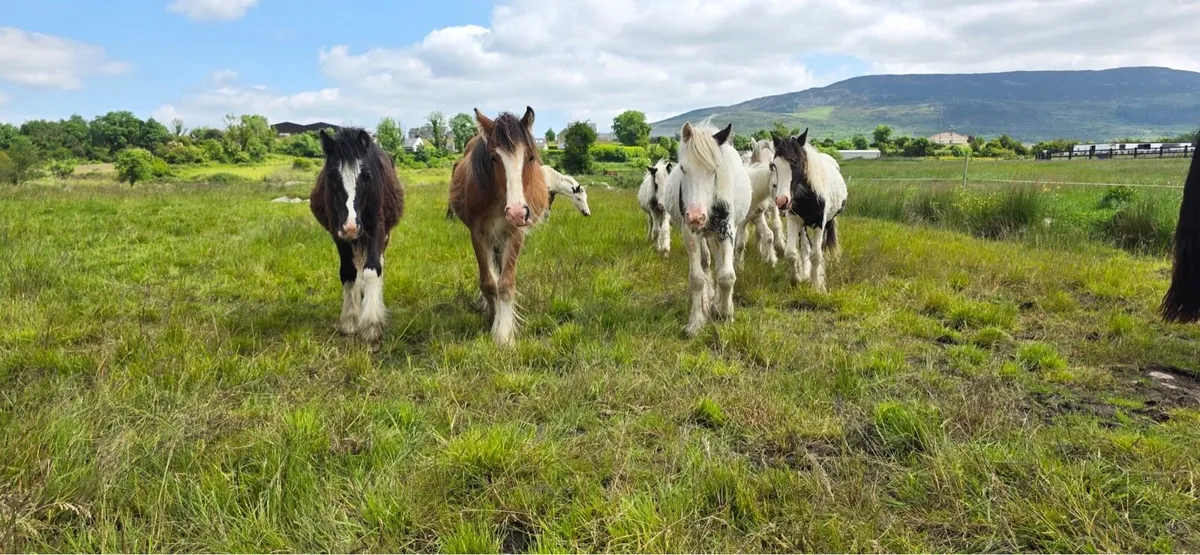 Cob horse foal ponies - Image 1
