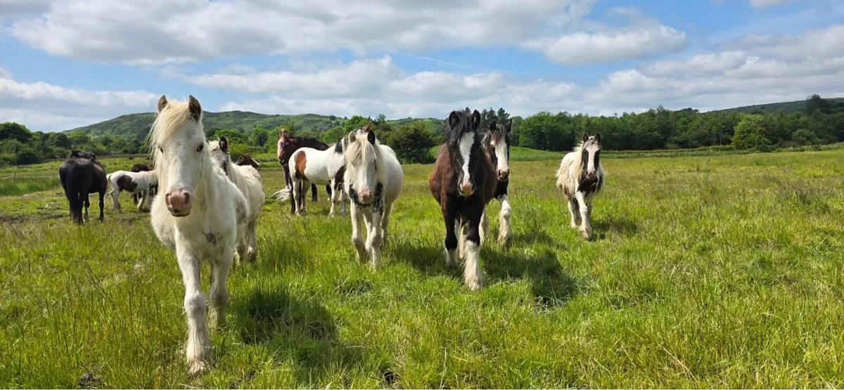 Cob horse foal ponies - Image 2