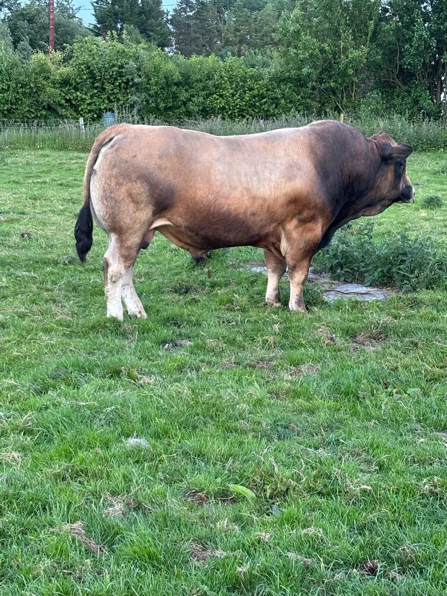 PBR Aubrac Bulls - Image 1