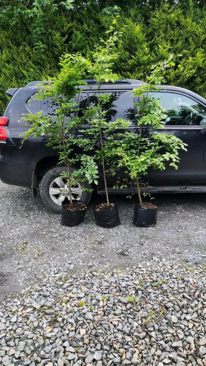 Mature Green Beech Hedging 5/6ft potted 20 euro - Image 1