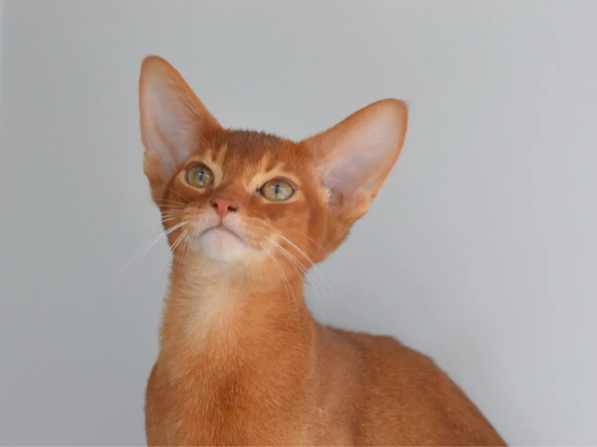 Abyssinian Kittens - Image 1