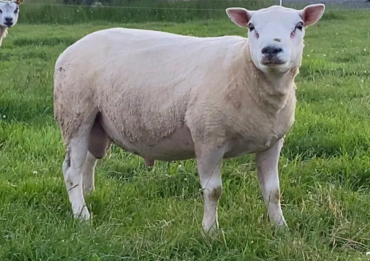 Texel x beltex hogget ram - Image 1