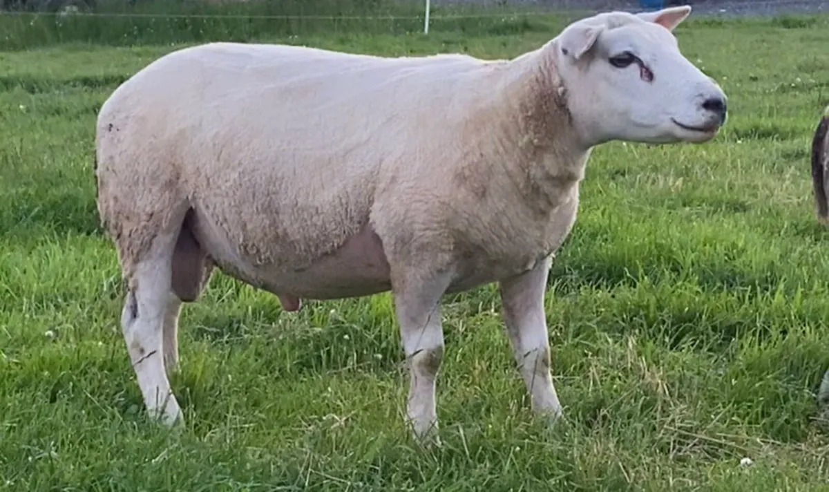 Texel x beltex hogget ram - Image 2