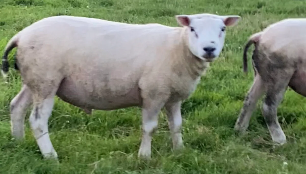 Texel x beltex hogget ram - Image 3