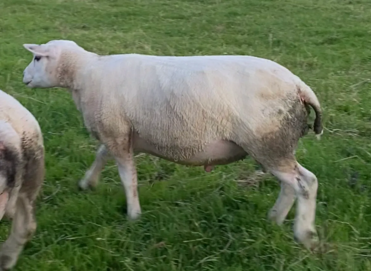 Texel x beltex hogget ram - Image 4