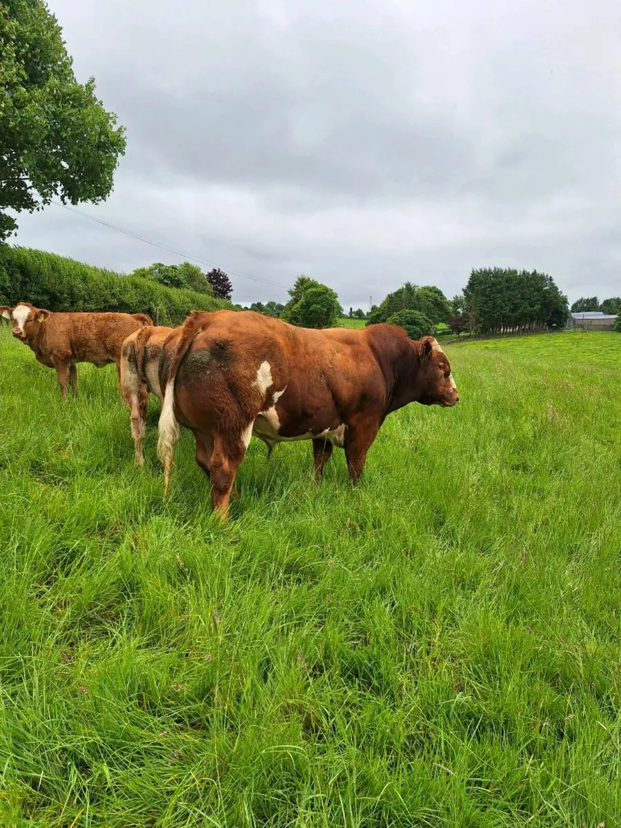 Hybrid bb bull BB7638 - Image 1
