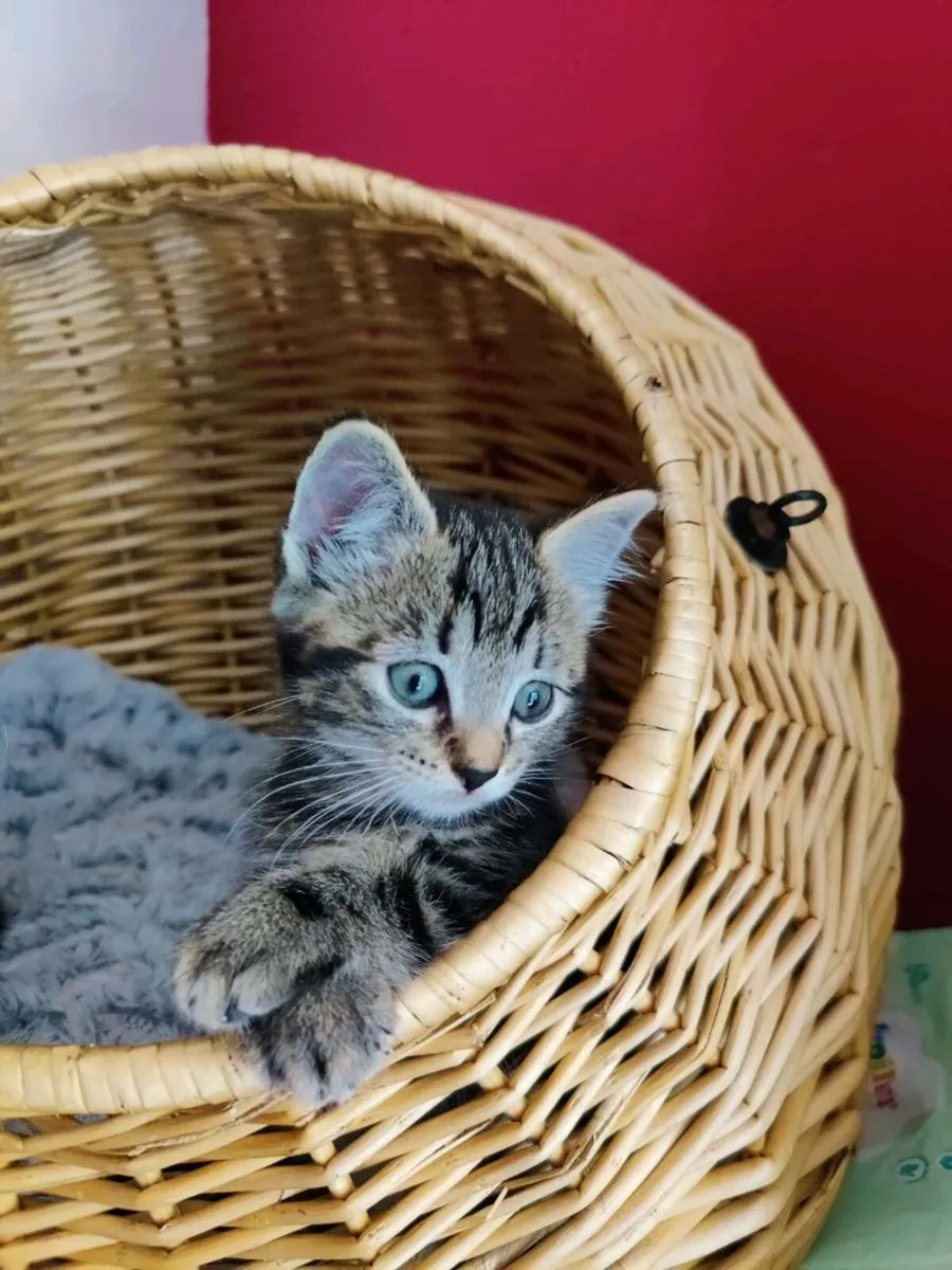 Kittens - Image 2