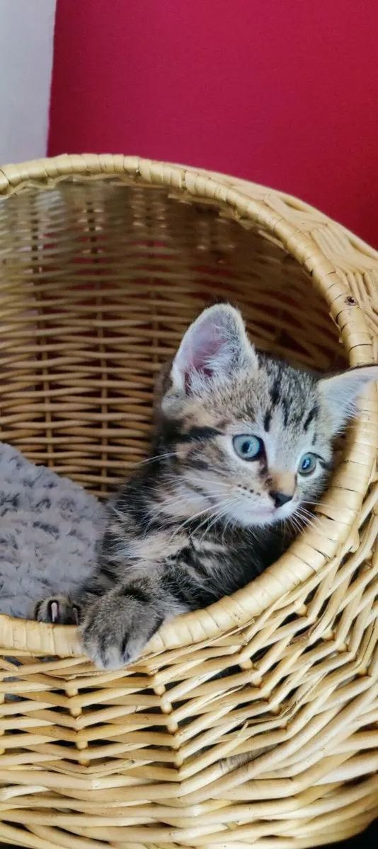 Kittens - Image 1