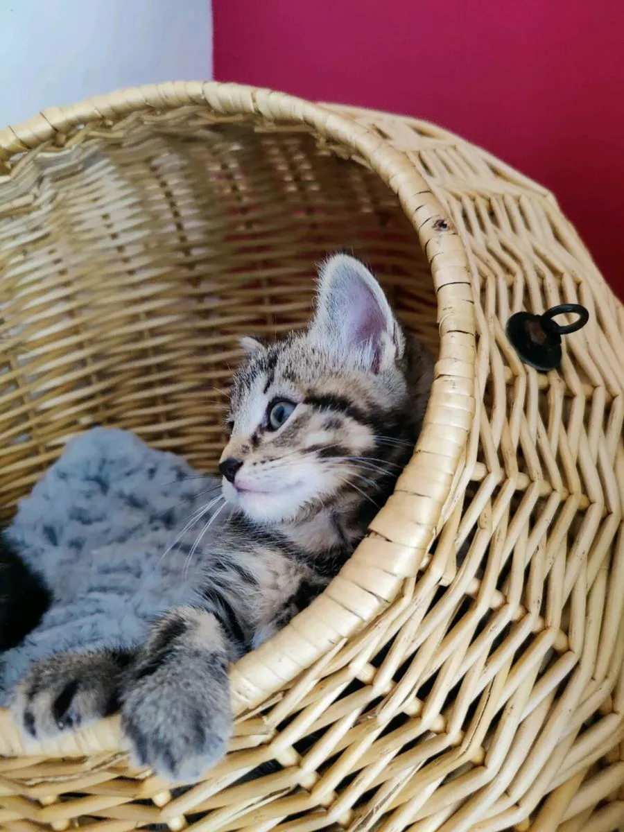 Kittens - Image 1