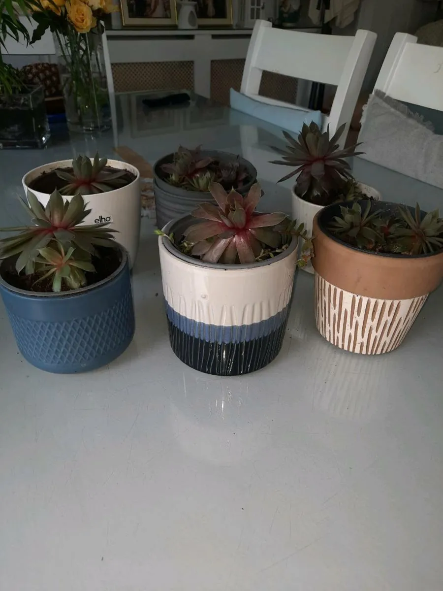 Indoor Plants - Image 1