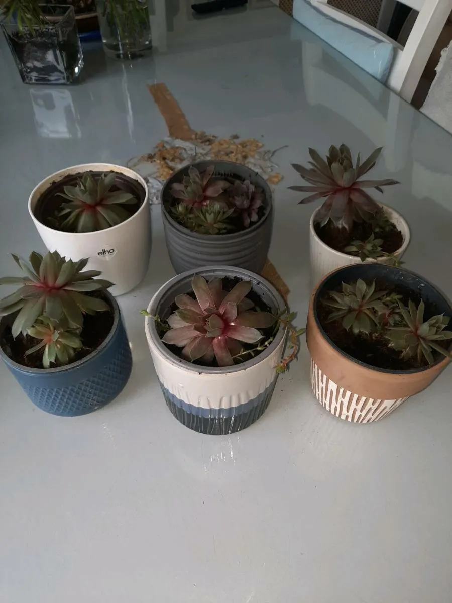 Indoor Plants - Image 2