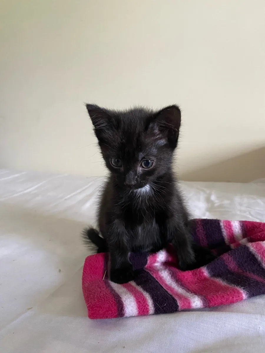 Black Kitten ready for loving home - Image 1