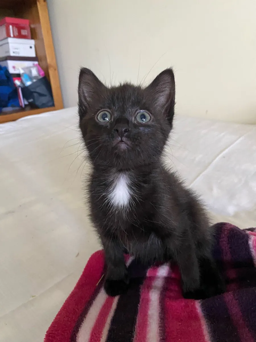 Black Kitten ready for loving home - Image 2