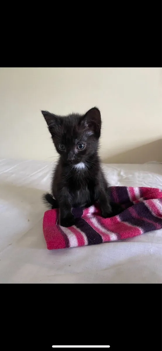 Black Kitten ready for loving home - Image 3