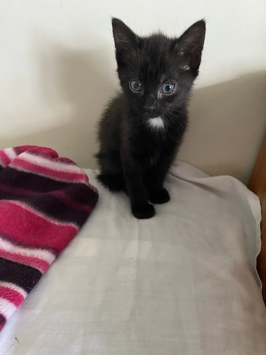 Black Kitten ready for loving home - Image 4