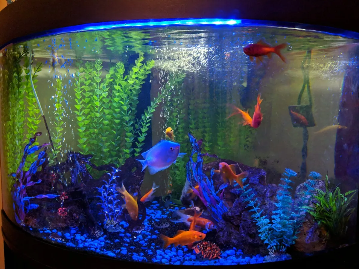 Fish tank - Image 2