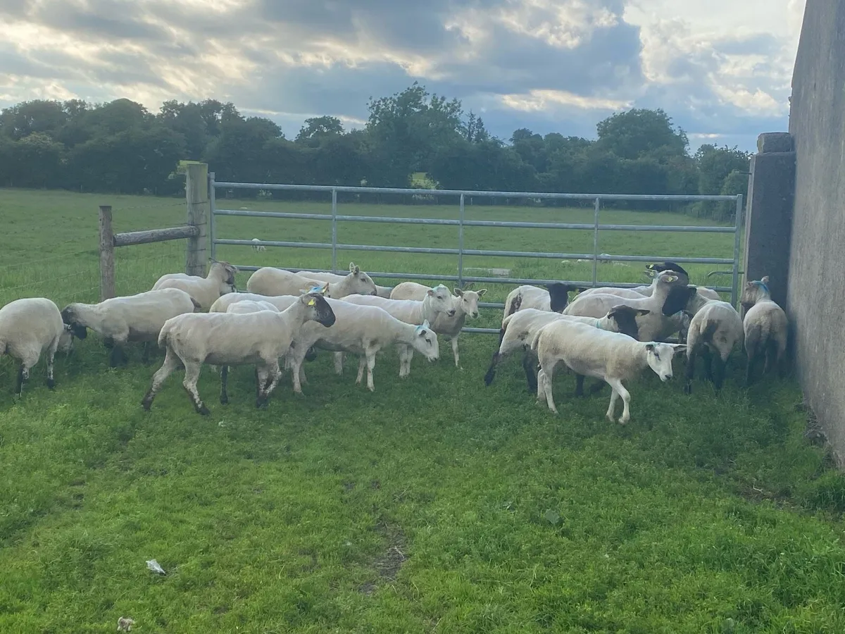 Ewe Hogget’s – Growing Tomorrow’s Flocks, Today! - Image 1