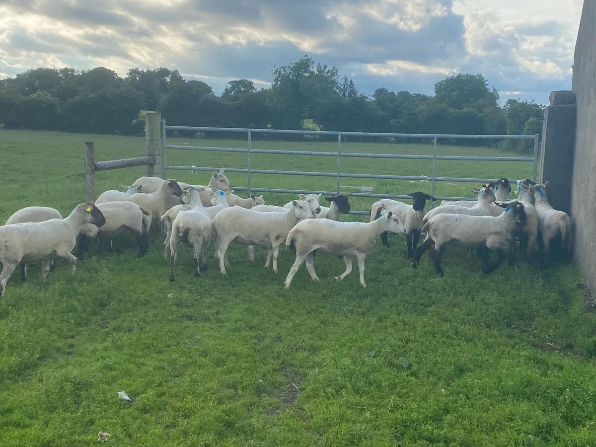 Ewe Hogget’s – Growing Tomorrow’s Flocks, Today! - Image 2