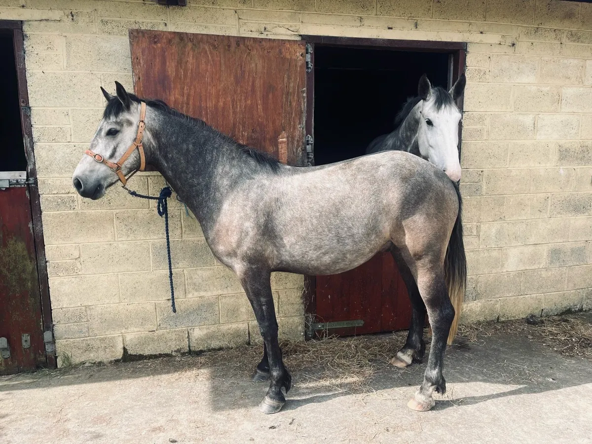 Connemara Gelding - Image 1