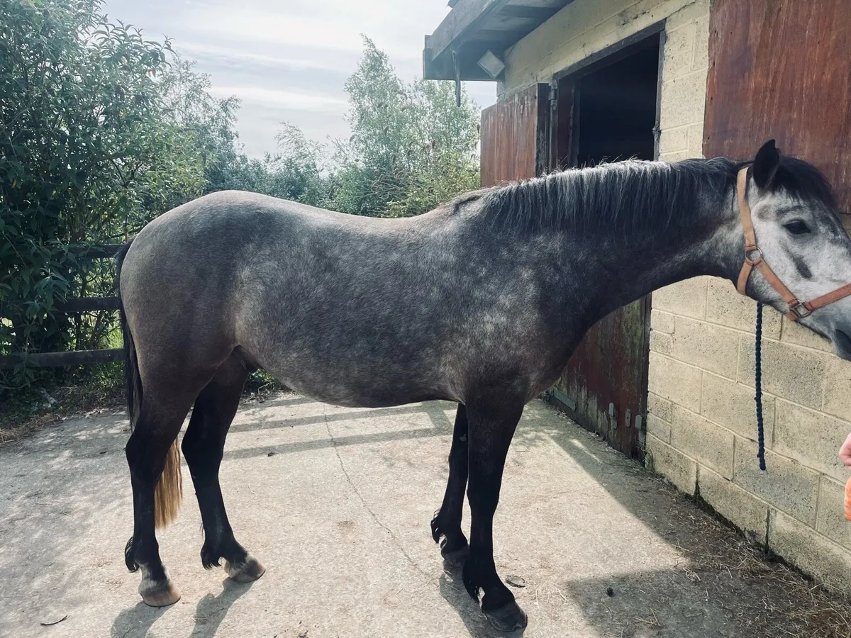Connemara Gelding - Image 4