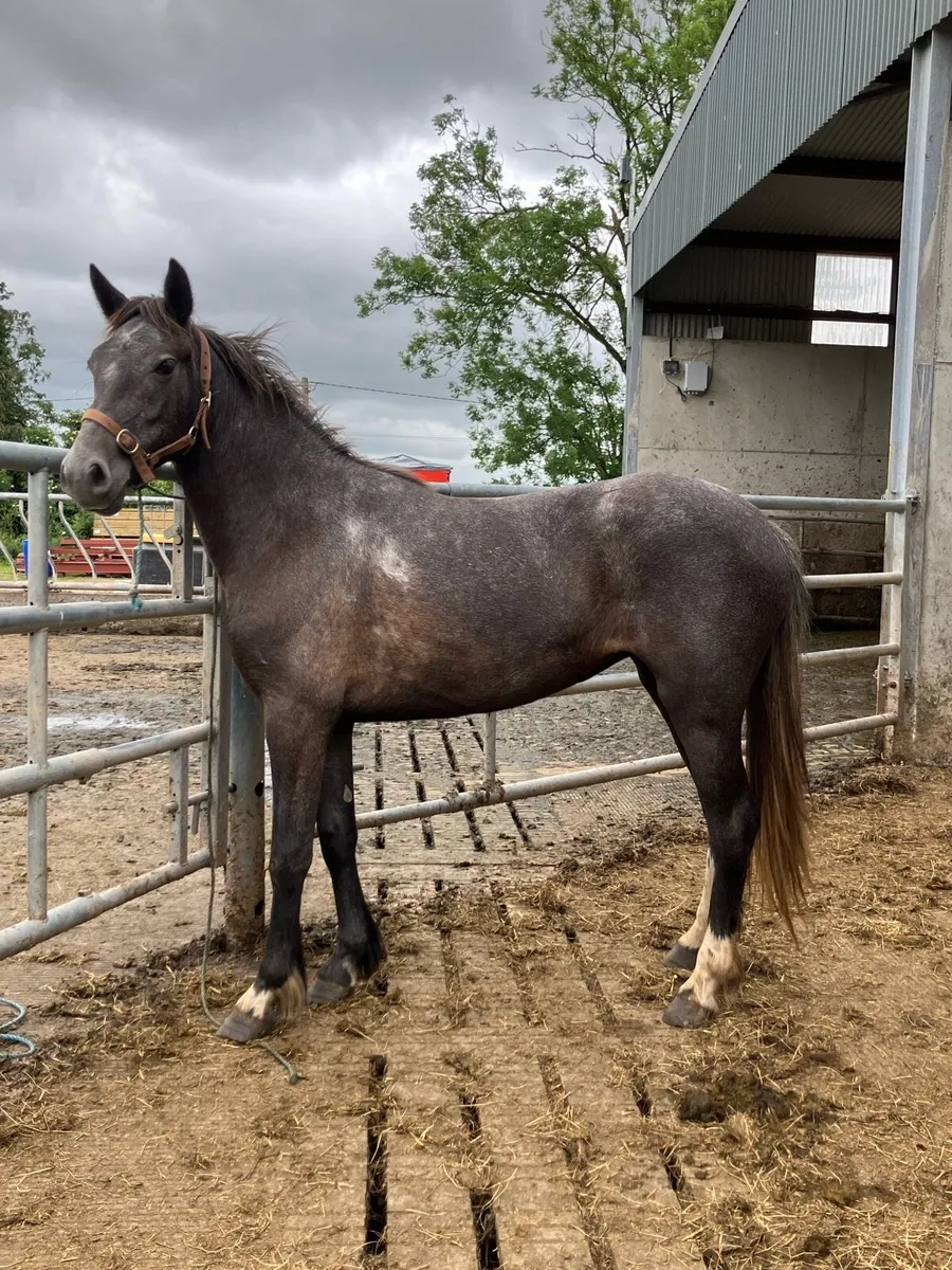 Pony - Image 1