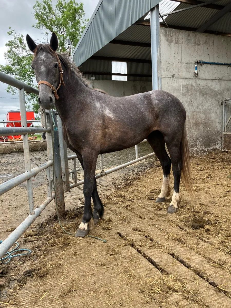 Pony - Image 4