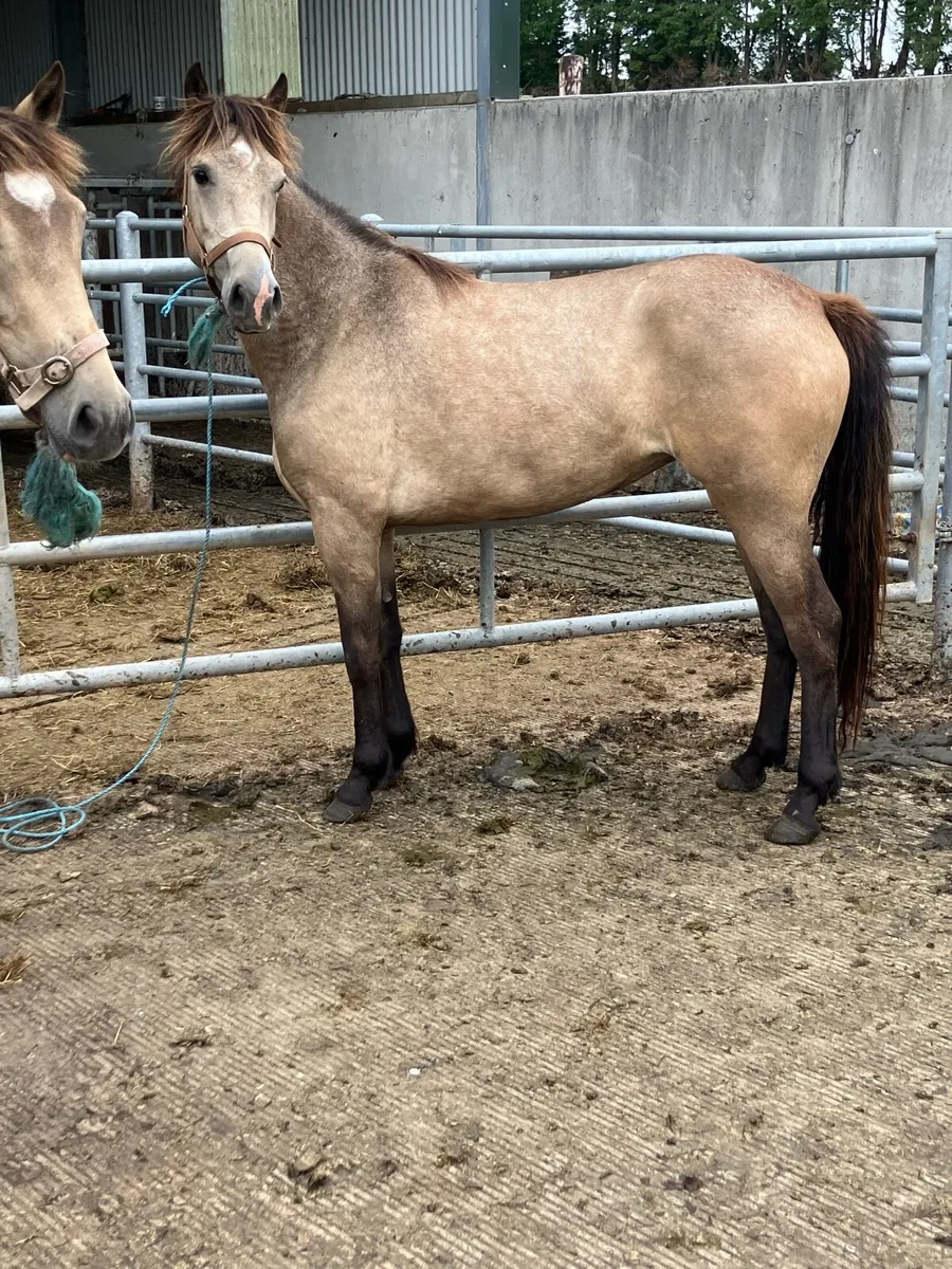 Pony - Image 1
