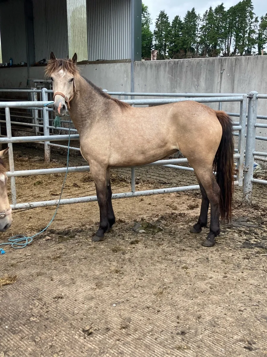 Pony - Image 2