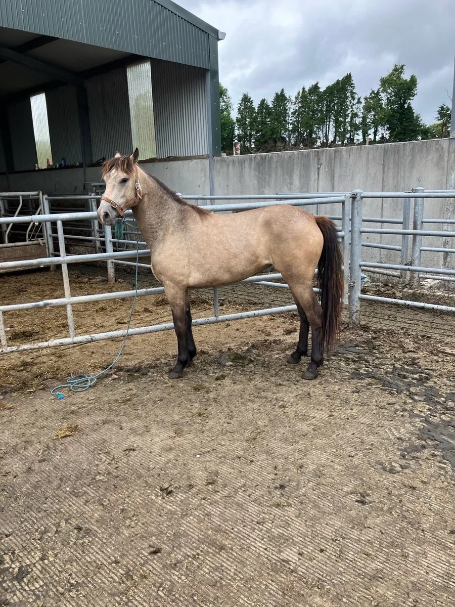 Pony - Image 3