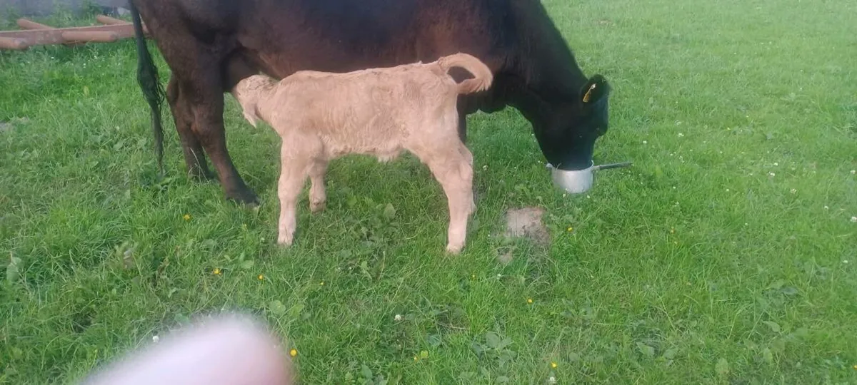 Suck calf - Image 1