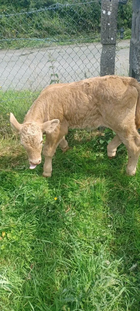 Suck calf - Image 2