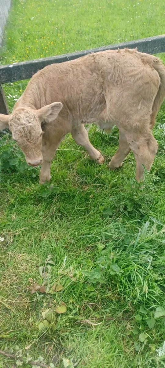 Suck calf - Image 3