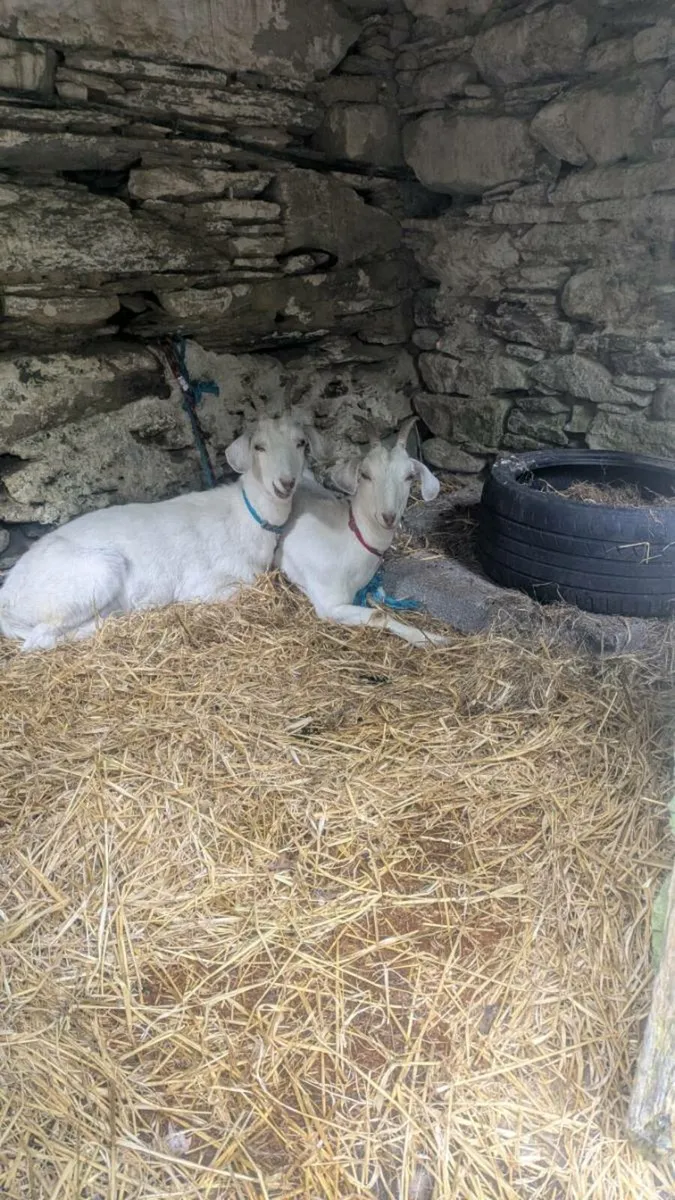 Two goats - Image 1