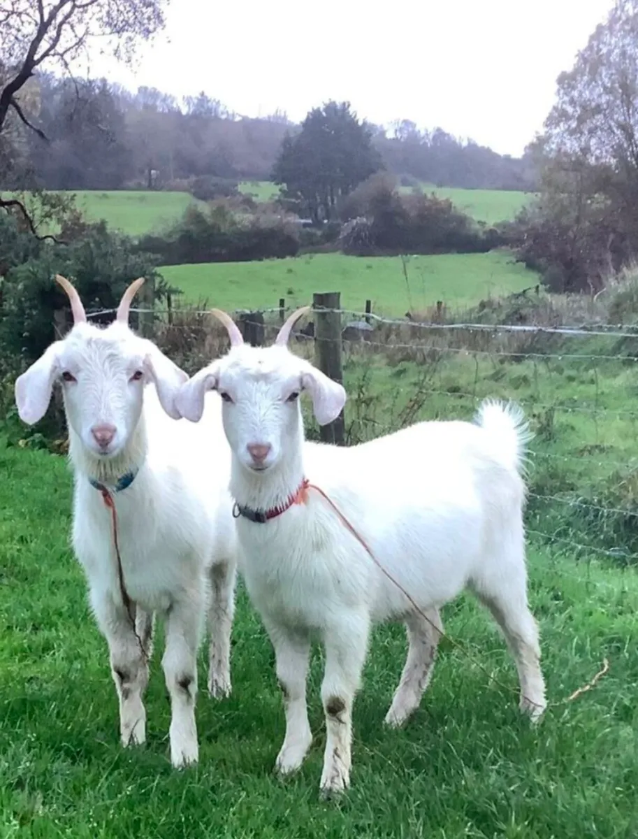 Two goats - Image 2