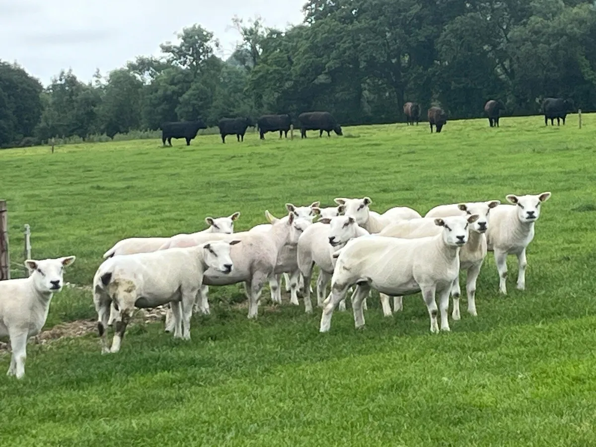 Texel Sheep - Image 1