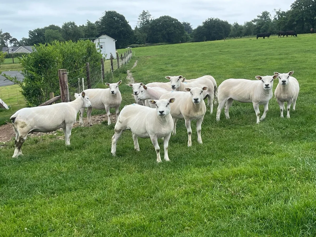 Texel Sheep - Image 2