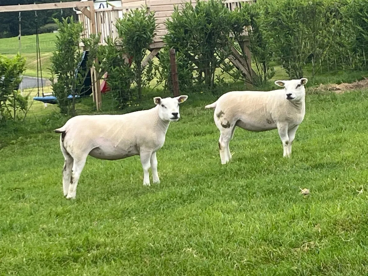 Texel Sheep - Image 3