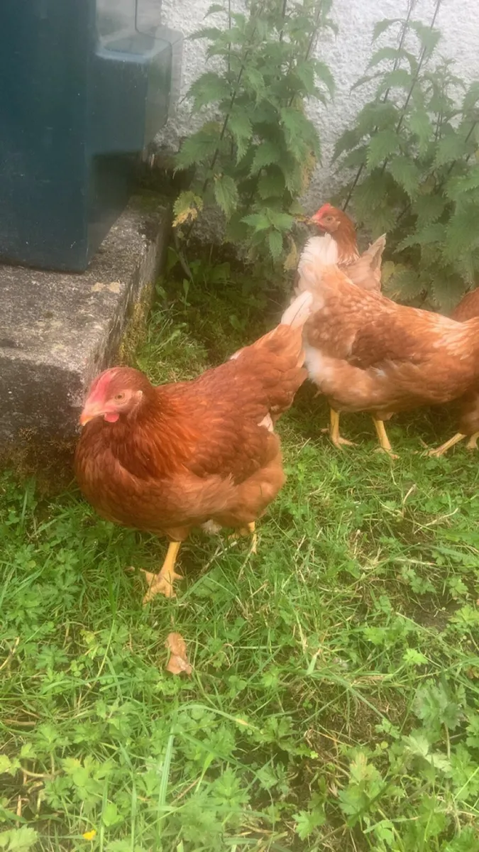 80 top class laying hens - Image 1