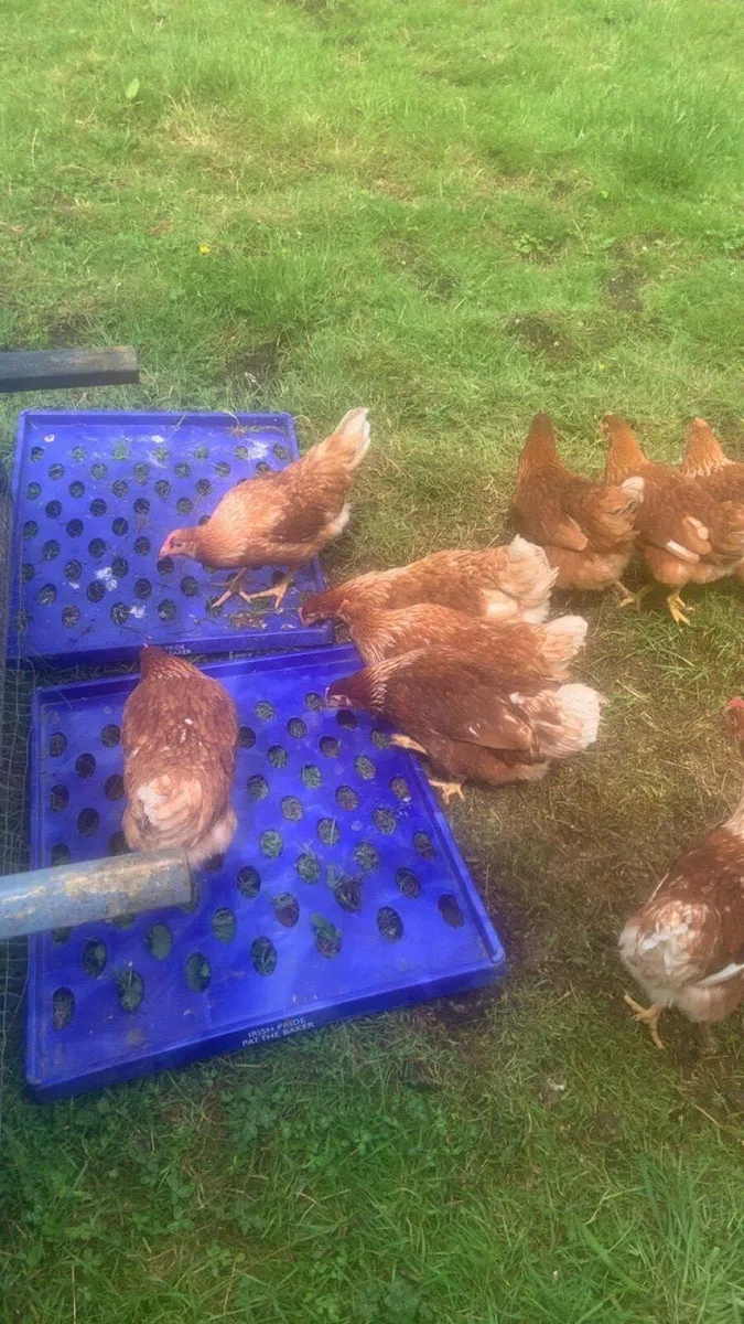 80 top class laying hens - Image 3