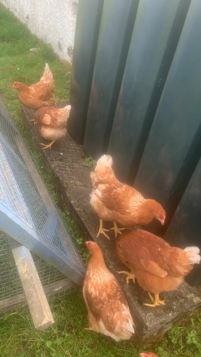 80 top class laying hens - Image 2