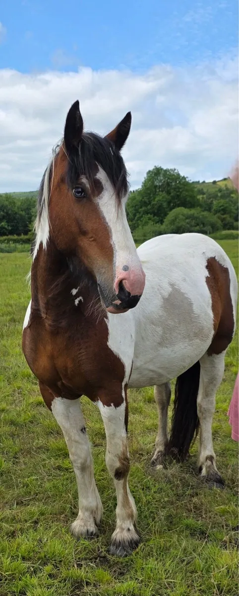 Piebald pony horse cob - Image 1