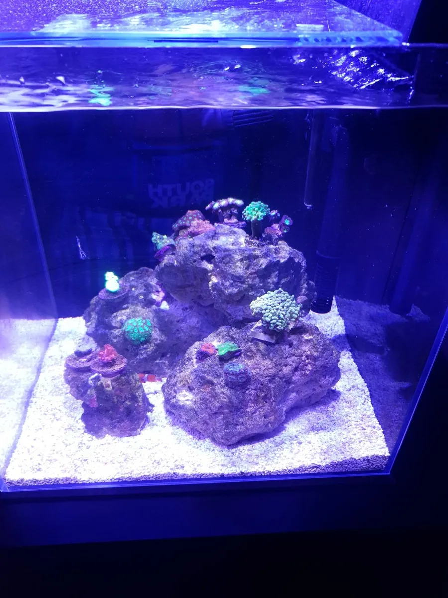 Marine fish tank 60 l 15 LPS frags good light - Image 1