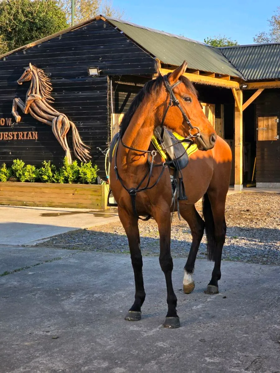 Horse Riding Lessons - Image 1