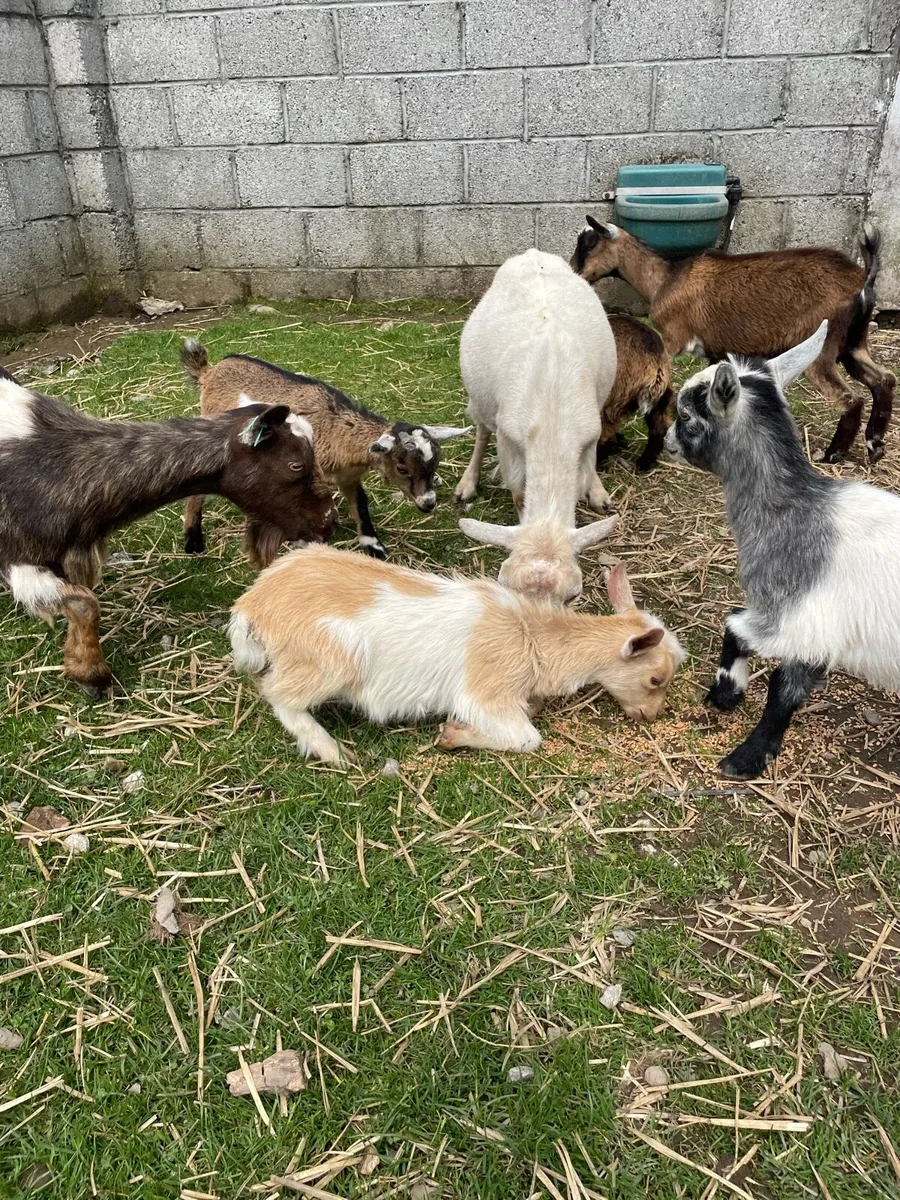 Pygmy goats - Image 2
