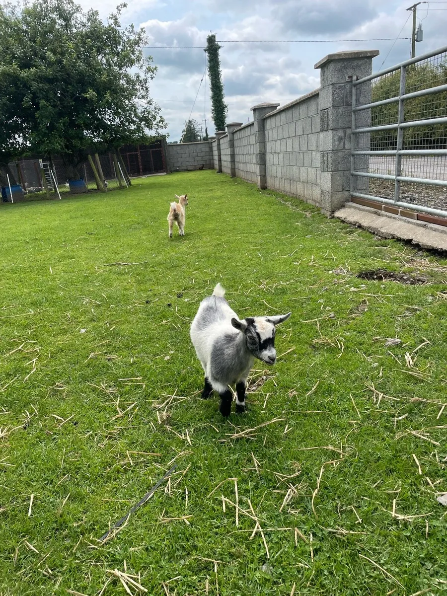 Pygmy goats - Image 4