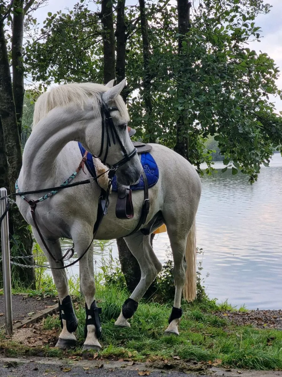 Horse Riding Lessons - Image 2